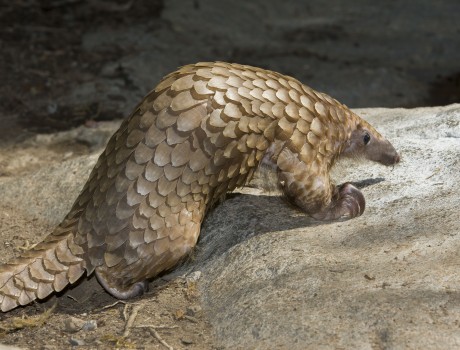 9 Animals You Never Knew Existed