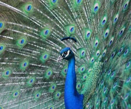 Peacock| 9 Exotic Mating Rituals of the Animal Kingdom