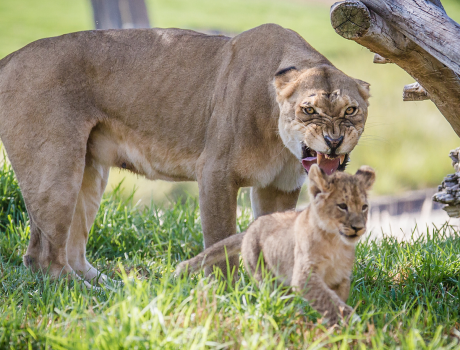 13 Animals Grumpier Than Grumpy Cat