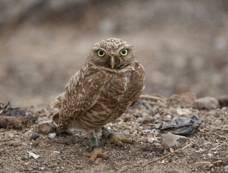Tiny Backpacks on Small Owls Helps Conservation