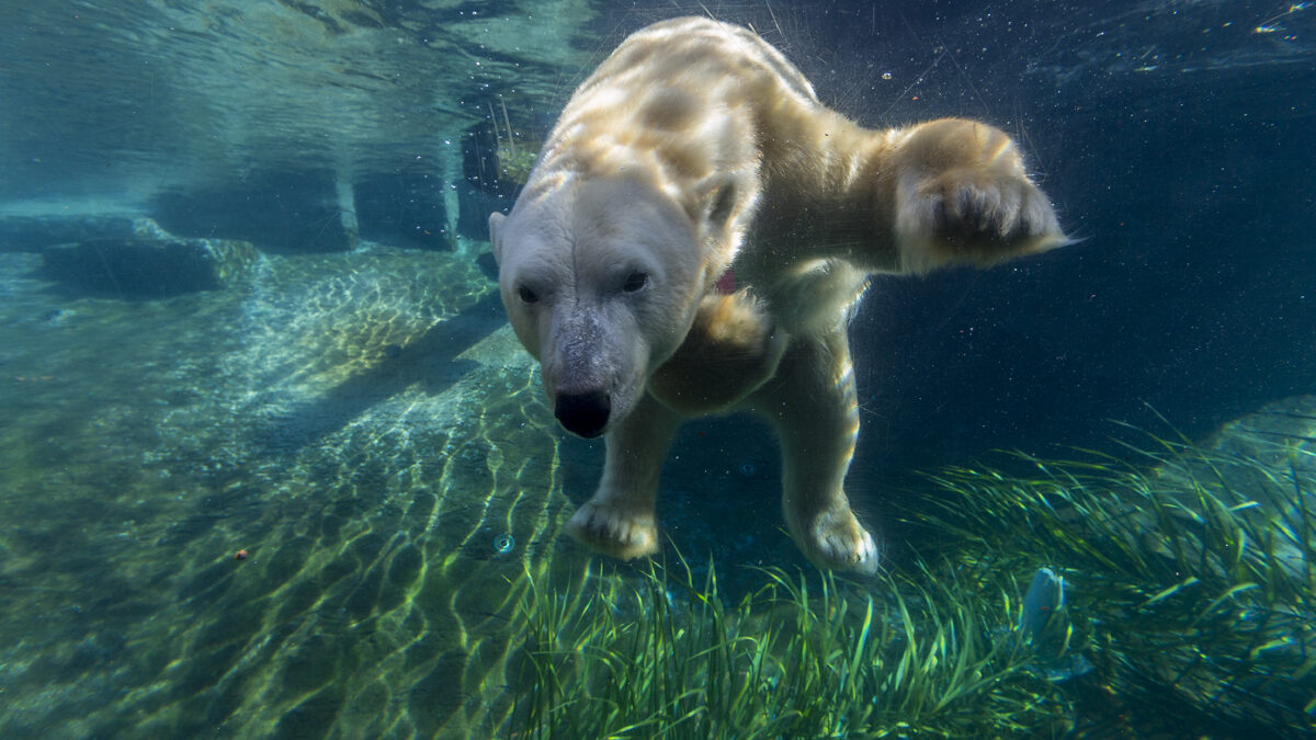 Punk Rock Polar Bears? – San Diego Zoo Wildlife Alliance Stories