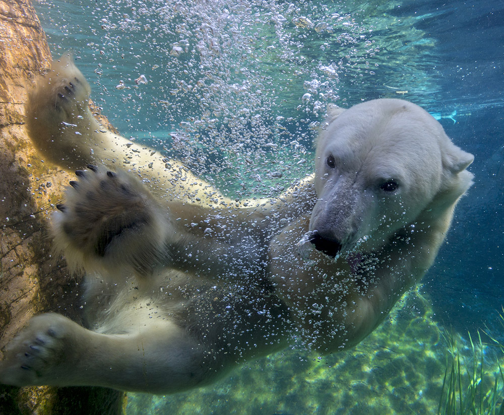 Punk Rock Polar Bears? – San Diego Zoo Wildlife Alliance Stories