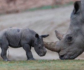 Cute and Curious: Three-Day-Old Southern White Rhino Explores Habitat at San Diego Zoo Safari Park