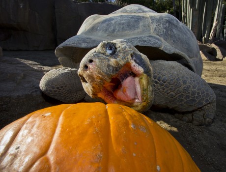 13 Animals Celebrating Pumpkin Season