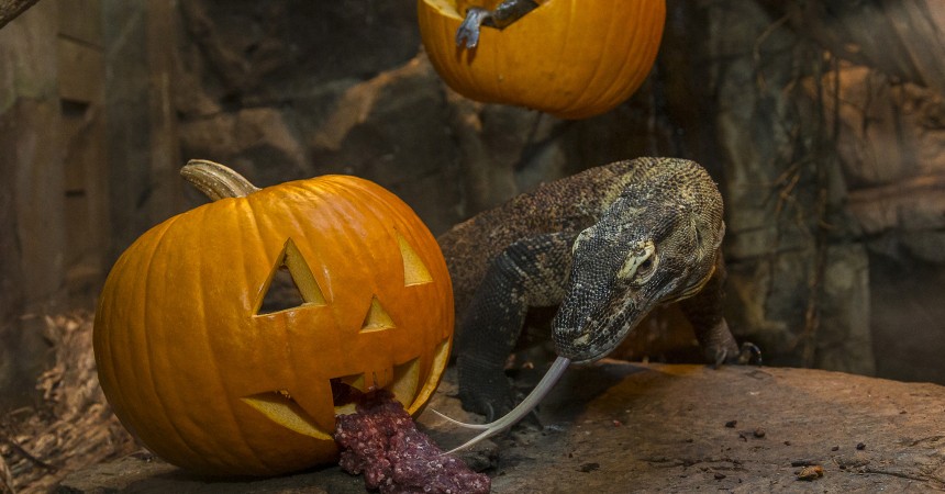 No Tricks, Just Treats for Komodo Dragon at the San Diego Zoo