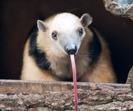 Tamandua sticking tongue out