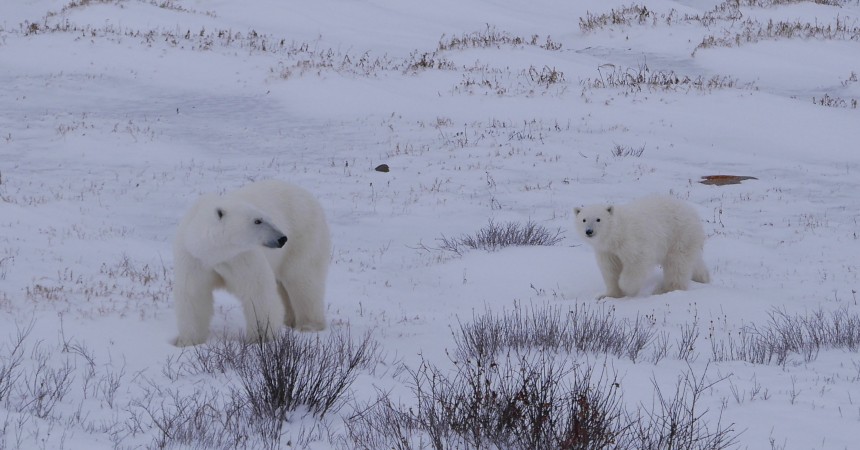 Climate Change Makes Polar Bears Work Harder to Survive by Megan Owen