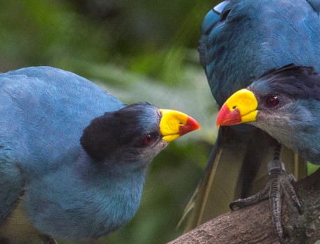 10 Fashionistas of the Animal Kingdom