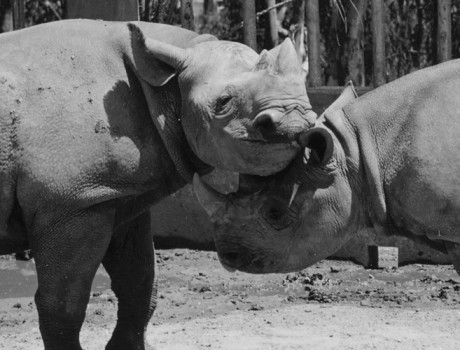 Centennial Throwback: When Sally Met Barney