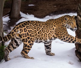 Jaguar Cub and Mom Play in Snow for the First Time at the San Diego Zoo