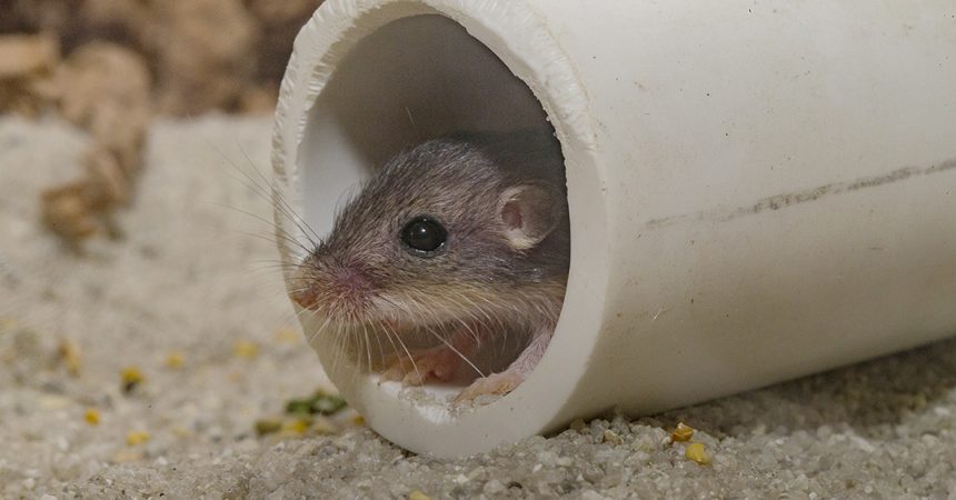 San Diego Zoo Global Achieves Milestone in Pacific Pocket Mouse Recovery Program