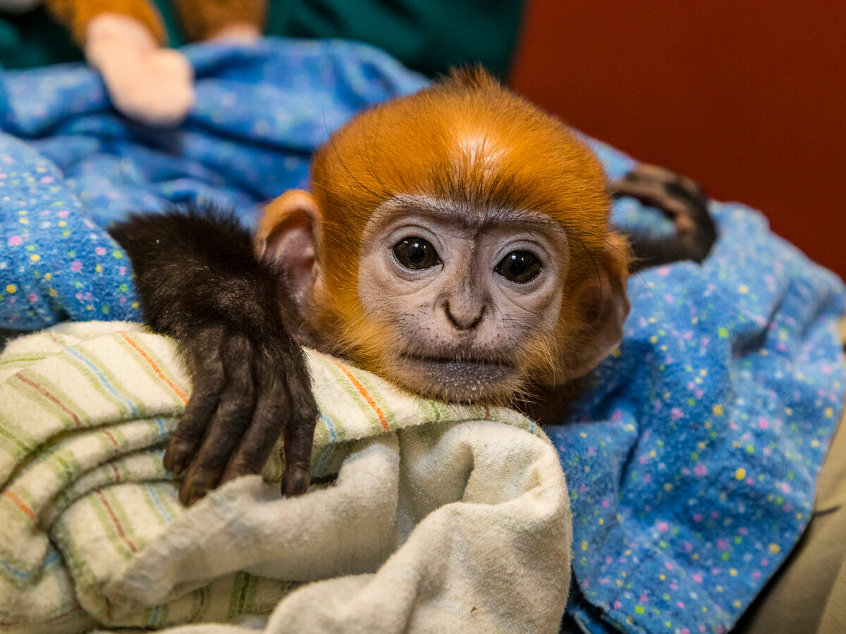 Collaboration Between Human and Monkey Helps Endangered François