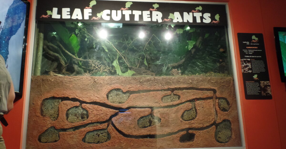 Ant Afternoon in the Insect House – San Diego Zoo Wildlife Alliance Stories