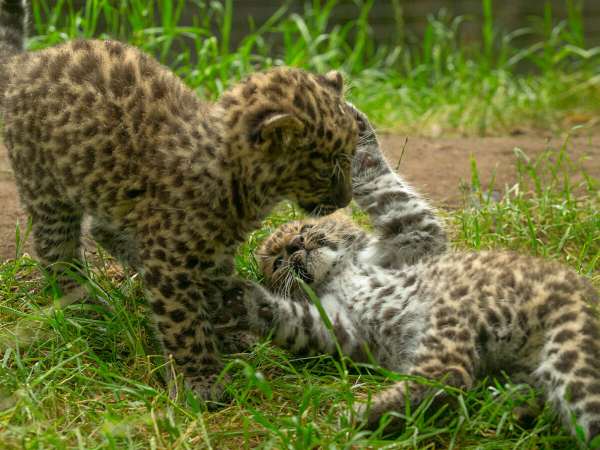 For the First Time, Rare Amur Leopard Cubs Born at the San Diego