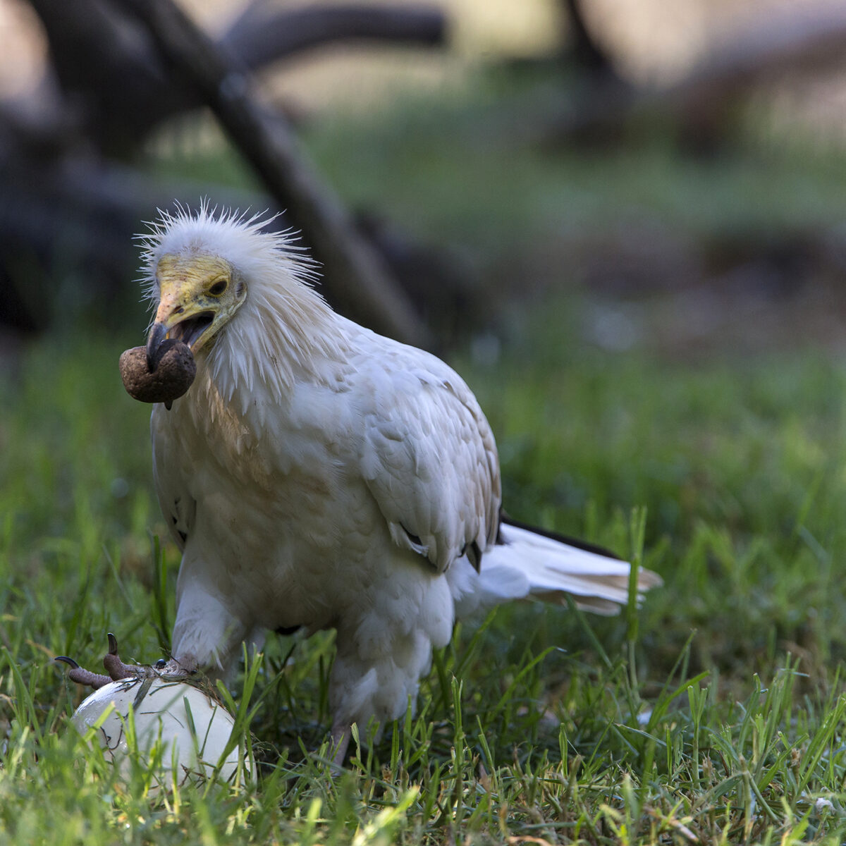 Griffon Vulture Transparent - Free Transparent PNG Clipart Images Download, image size:1200x1200