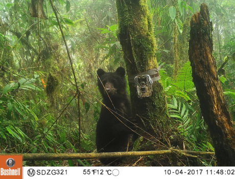 Andean bear in forest