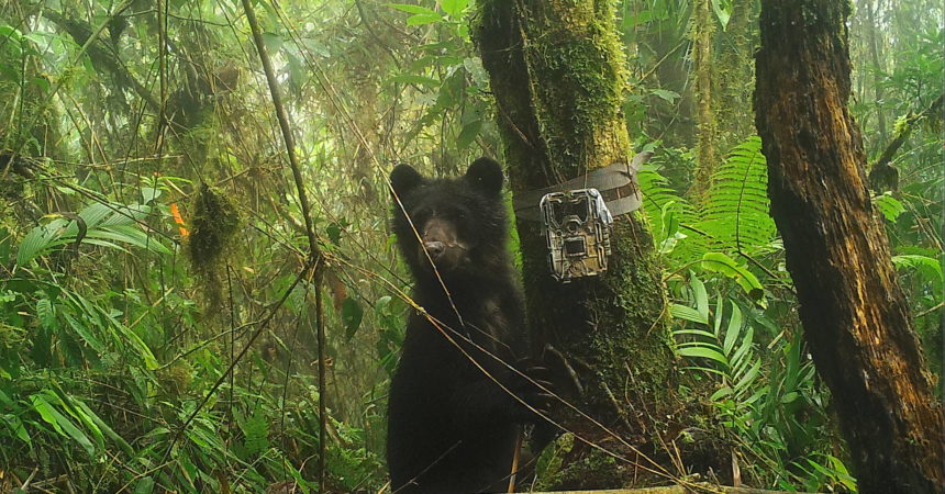 Andean bear in forest