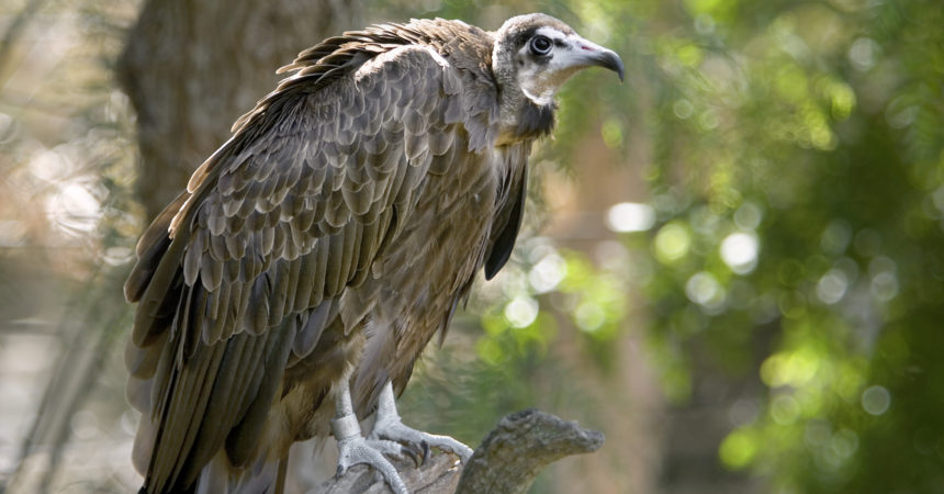 Hooded vulture perching