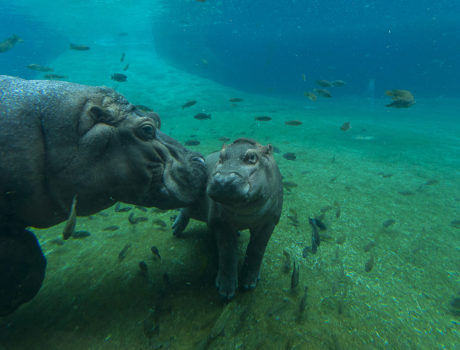 Hippo with baby
