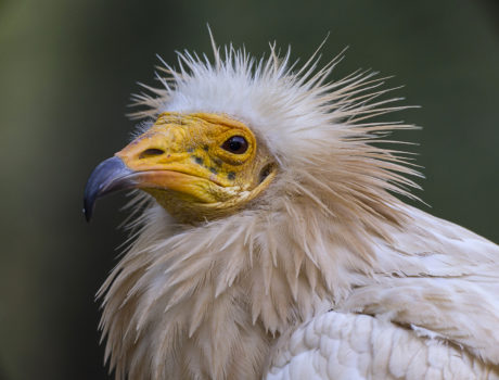 Egyptian vulture head