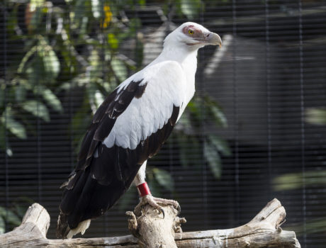 palm-nut vulture