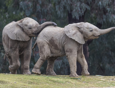 two elephant calves
