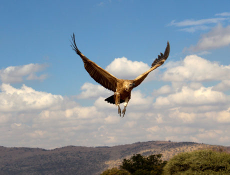 Vulture flying
