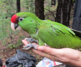 Endangered Thick-Billed Parrots Sport Miniature Tracking Devices