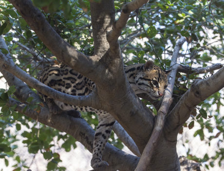 Ocelot in tree
