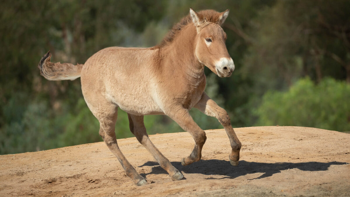 The Last Wild Horse – San Diego Zoo Wildlife Alliance Stories