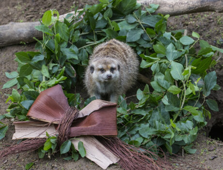 Meerkat with wreath