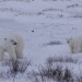 Climate Change Makes Polar Bears Work Harder to Survive by Megan Owen