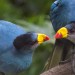 10 Fashionistas of the Animal Kingdom