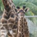 The Smallest Giraffe Born at the San Diego Zoo Is Reaching New Heights