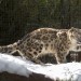 Sunny Spring Day Brings Cool Snow to San Diego Zoo Snow Leopards