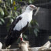 palm-nut vulture