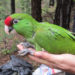 Endangered Thick-Billed Parrots Sport Miniature Tracking Devices