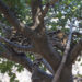 Ocelot in tree