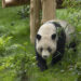 Yun Chuan in habitat