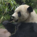 Yun Chuan eating bamboo