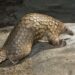 9 Animals You Never Knew Existed