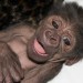 14 Notable Safari Park Births of 2014: Joanne
