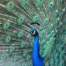 Peacock| 9 Exotic Mating Rituals of the Animal Kingdom