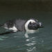 Penguin Cam Offers Live Views of Adorable Birds