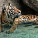 There are six subspecies of tiger living today; Amur or Siberian, Bengal or Indian, Indochinese, Malayan, Sumatran, and South China.