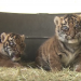 10 Tiger Vines for Global Tiger Day